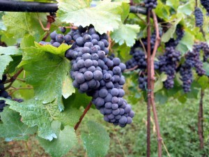 vineyard_in_montone